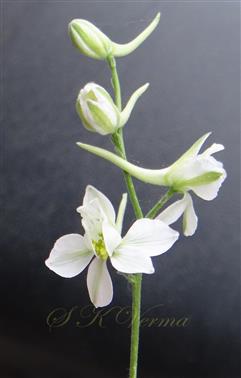 White flowers
